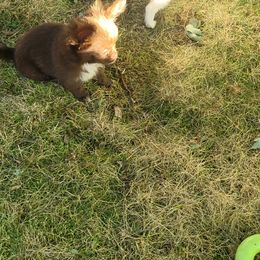Chihuahua Puppies from Elegant Exotic Chihuahua's