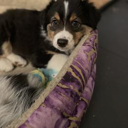 Australian Shepherd Puppies from Audacity Australian Shepherds