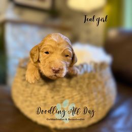 Teal girl - Apricot female Goldendoodle puppy in Valdese, North Carolina from Doodling All Day Goldendoodles