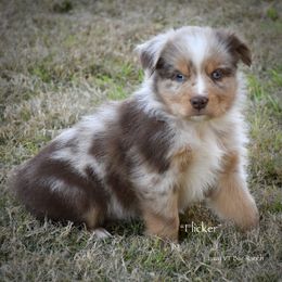 Flicker - Red merle male Miniature Australian Shepherd puppy in Evant, Texas from Lazy VT Bar Ranch