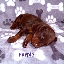Purple Collar - Red and rust female Doberman Pinscher puppy in Louisville, Kentucky from Ruiz Dobermans