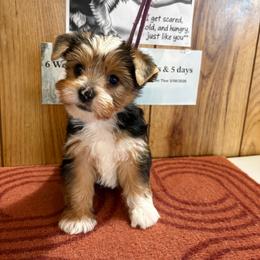 Boy 7 - Parti male Yorkshire Terrier puppy in Bear Creek, North Carolina from Yorkie Time