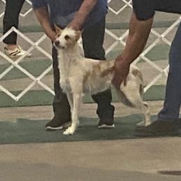 Wynnie - Portuguese Podengo