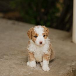 Mario MICRO - male Australian Mountain Doodle puppy in Dalton, Ohio from Haven Doodles