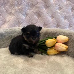 Fisher - Black and tan male Pomeranian puppy in Success, Missouri from Sweet Success
