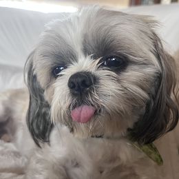 Thunder - Shih Tzu
