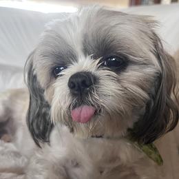 Thunder - Shih Tzu