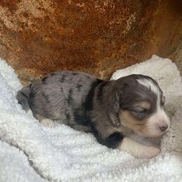 Kaitlynn's boy - Aussiedoodle puppy from Lazy S Aussies