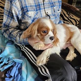 Maxi - Cavalier King Charles Spaniel