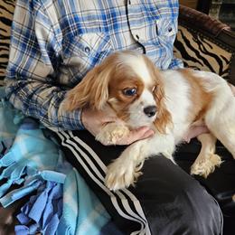 Maxi - Cavalier King Charles Spaniel