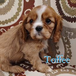 Toffee - Ruby male Cavalier King Charles Spaniel puppy in Rockville, Maryland from Skais the Limit Cavaliers