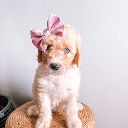 Luna White Collar - Fawn and white female Sheepadoodle puppy in Republic, Missouri from DOOD & Co
