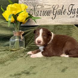 Oakley - White and red male Border Collie puppy in Moody, Texas from Narrow Gate Farm
