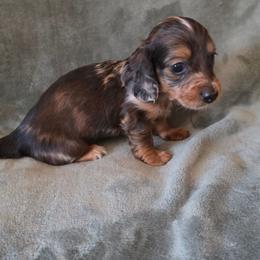 Rusty - Dapple male Dachshund puppy in Klamath Falls, Oregon from Luvindoxys4u