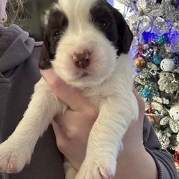 Green collar - White and liver male English Springer Spaniel puppy in Elma, Washington from McCartney Springer’s