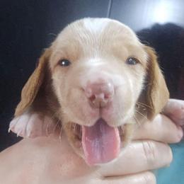 Whiskey - Red male Dachshund puppy in Bigfork, Minnesota from Long Ears and Long Dogs Ranch