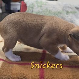 Snickers - Red white and sable female Rat Terrier puppy in Divide, Colorado from Outlaw Farm and Kennel