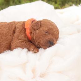 Watson - Red  male Poodle puppy in Nappanee, Indiana from Perfect Match Poodles