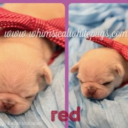 Girl 1 - White female Pug puppy in Cleveland, Ohio from Whimsical White Pugs - Quality Comes First
