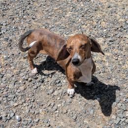 4 clancy - Brindle male Dachshund puppy in Central Point, Oregon from MRS Long Dog Ranch