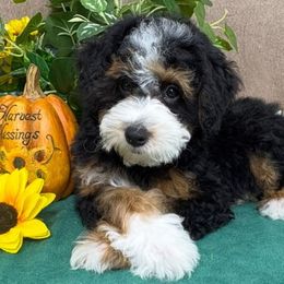 Houston - male Australian Mountain Doodle puppy in Seymour, Missouri from D and D’s Dandy Doodles