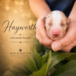 Hayworth - The Showstopper - Red merle female Australian Shepherd puppy in Pittsville, Wisconsin from Match Dot Pup