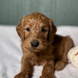 Marlowe - Red  female Goldendoodle puppy in Osage City, Kansas from Golden Ridge Goldens