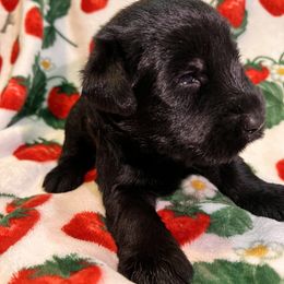 Giant Schnauzer Puppies from Toledo Bend Giants Vom Zitronen
