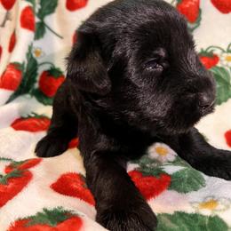 Giant Schnauzer Puppies from Toledo Bend Giants Vom Zitronen