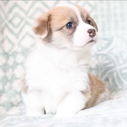 Rowen - Red female Pembroke Welsh Corgi puppy in Plains, Montana from Diamond Corgis