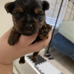 Yorkshire Terrier Puppies from Suttons Yorkies