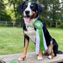 Bradley - Appenzeller Sennenhund