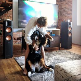 Bernedoodle, Bernese Mountain Dog, and Goldendoodle All Grown Up from Bernedoodles of the Ozarks