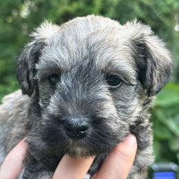 Liberty Salt Pepper ESA therapy lines Gorgeous mega coat - Gray male Schnoodle puppy in Temple, Texas from Schnauzers Of Taylor