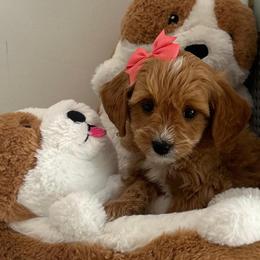 Pink Heart - Apricot female Goldendoodle puppy in Germantown, Maryland from Honey Blossom Doodles