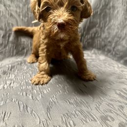 Australian Labradoodle Puppies from Cali Dream Doodles