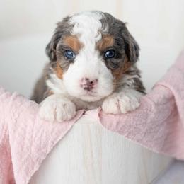Bingo - Blue merle female Bernedoodle puppy in Lititz, Pennsylvania from Sleepy Hollow Acres
