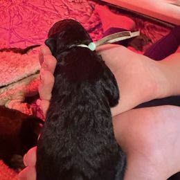 Green Boy - Cafe au lait male Poodle puppy in Vancleave, Mississippi from Royal Dixie Poodles