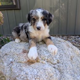 Snuggles - Blue merle female Bernedoodle puppy in Beach City, Ohio from Blue Cloud Doodles