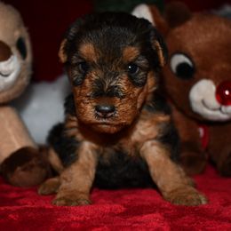 Belle - Black and tan female Welsh Terrier puppy in Draper, Virginia from Shady Oaks WFT