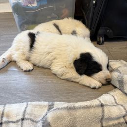Bandit - Badger male Colorado Mountain Dog puppy in Colorado Springs, Colorado from Sharp Guardians and Goldens