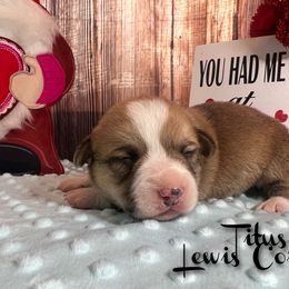 Australian Shepherd and Pembroke Welsh Corgi Puppies from Lewis Aussie’s & Corgi’s