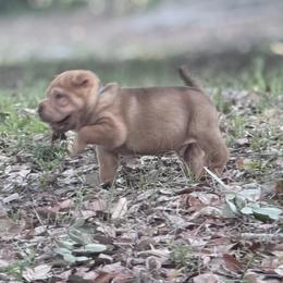 Maple - Red sable male Chinese Shar-Pei puppy in Lehigh Acres, Florida from Florida Wrinkles