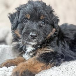 Wrangler - Black phantom male Aussiedoodle puppy in Granbury, Texas from Triple Cross Doodles