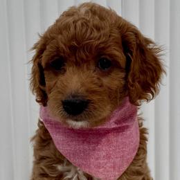 Light Pink - Red  female Goldendoodle puppy in Newmanstown, Pennsylvania from Homespundoodles
