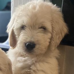 Sandy - Cream female Goldendoodle puppy in Westbrook, Maine from Snowypaw Golden Retrievers