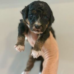 Daisy girl(white) - Phantom Poodle puppy in Elk Ridge, Utah from Topnotchpoodles