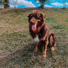 Turkey - Australian Shepherd