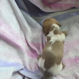 Dapple piebald - Dapple male Dachshund puppy in Crab Orchard, Kentucky from Lucy’s legacy dachshunds