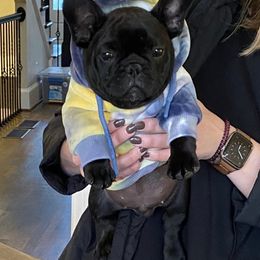 French Bulldog Puppies from Susan's Pups